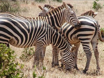 5 Days Tsavo West Amboseli and Tsavo East from Mombasa