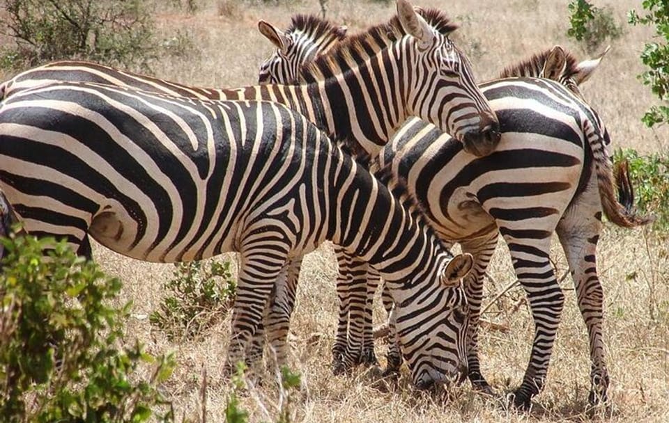5-Day Adventure Tour of Tsavo West, Amboseli, and Tsavo East