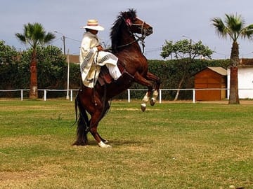 Peruvian Paso Horse and Marinera Dance Tour in Trujillo