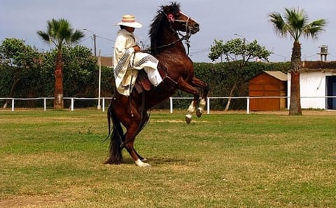Peruvian Paso Horse and Marinera Dance Tour in Trujillo