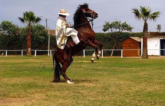 Peruvian Paso Horse & Marinera with lunch in Trujillo