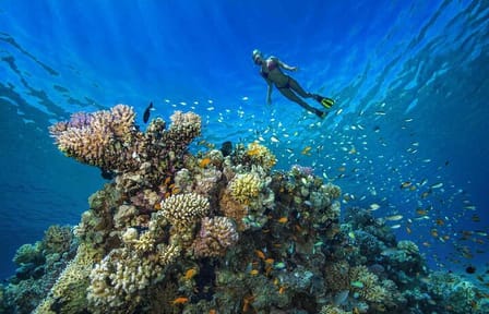 Full Day Snorkeling Trip to Marsa Mubarak from Marsa Alam