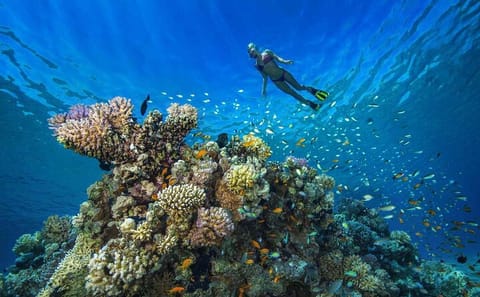 Full Day Snorkeling Trip to Marsa Mubarak from Marsa Alam