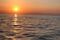 Sunset and Dolphin Excursion Pula - Ship Ulika 2