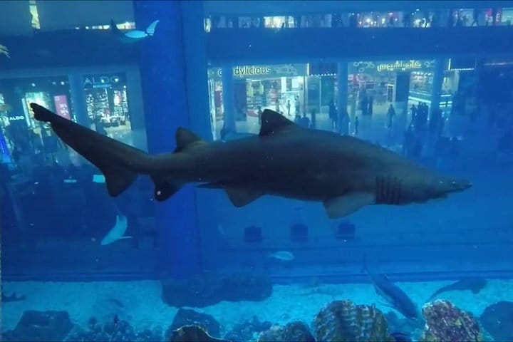 Diving with Sharks certified 5