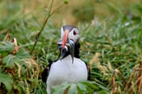 Reykjavík Premium Puffin Tour 3
