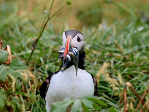 Reykjavík Premium Puffin Watching, photo 4