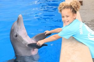 Dolphin Meet N Greet at Gulf World Marine Park