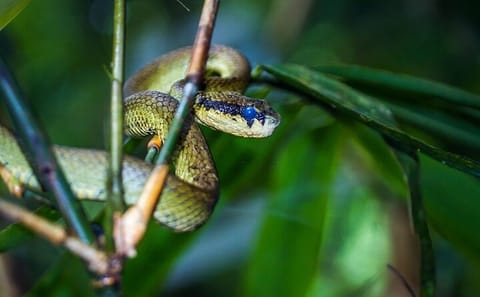 22-Day Nature and Culture Tour of Sri Lanka: Colombo, Kandy, Bentota