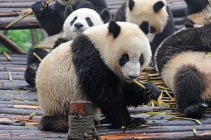 Warriors and Panda Bears, Private Tour