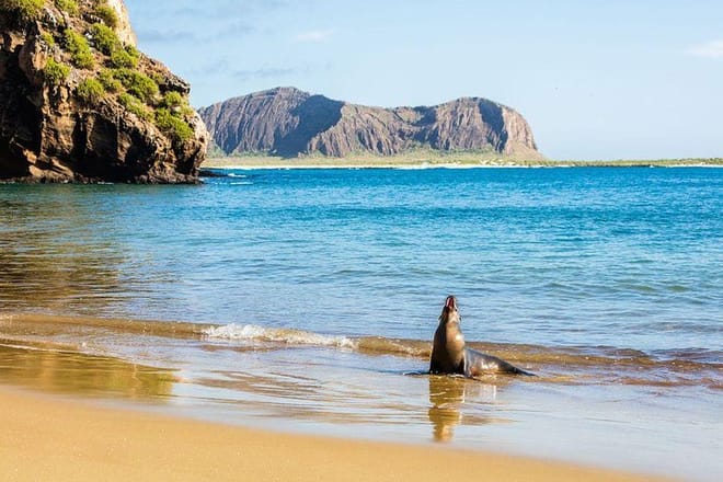 Sea Lion, Galapagos beach
