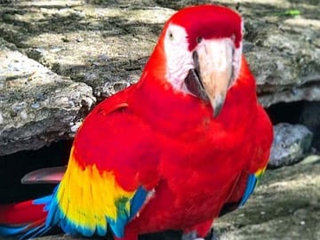 Half-Day Roatan Tour with Sloths, Monkeys, and Local Tastings