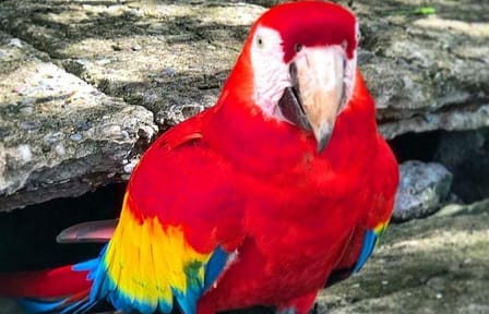 Half-Day Roatan Tour with Sloths, Monkeys, and Local Tastings