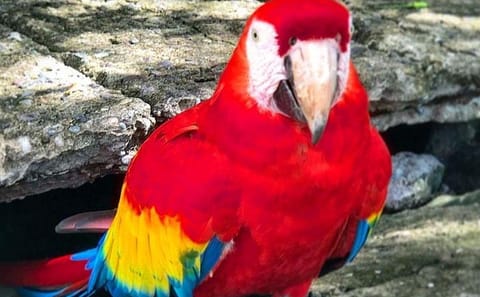 Half-Day Roatan Tour with Sloths, Monkeys, and Local Tastings