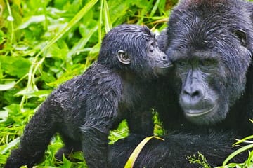 Safari 2 Days, 1 Night – Rwanda Mountain Gorilla Trekking & Rwanda Memorial