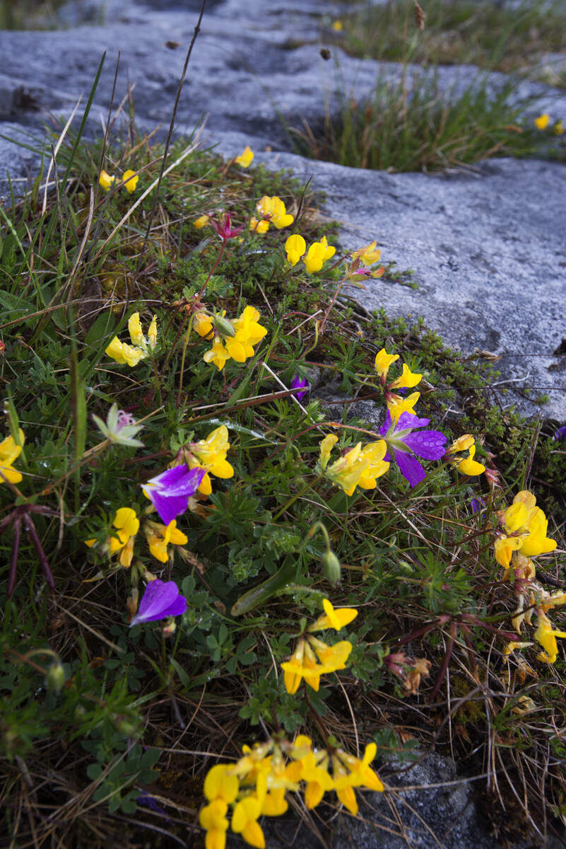 Walk Mullaghmore hill in the Burren, Clare. Private guided. 2 hours