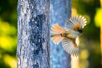 Victoria Falls: Birdwatching Adventure 1