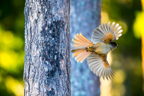 Victoria Falls: Birdwatching Adventure