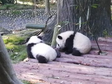 panda