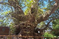 Monumental Plane tree in Krasi village