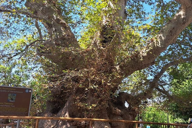 Monumental Plane tree in Krasi village