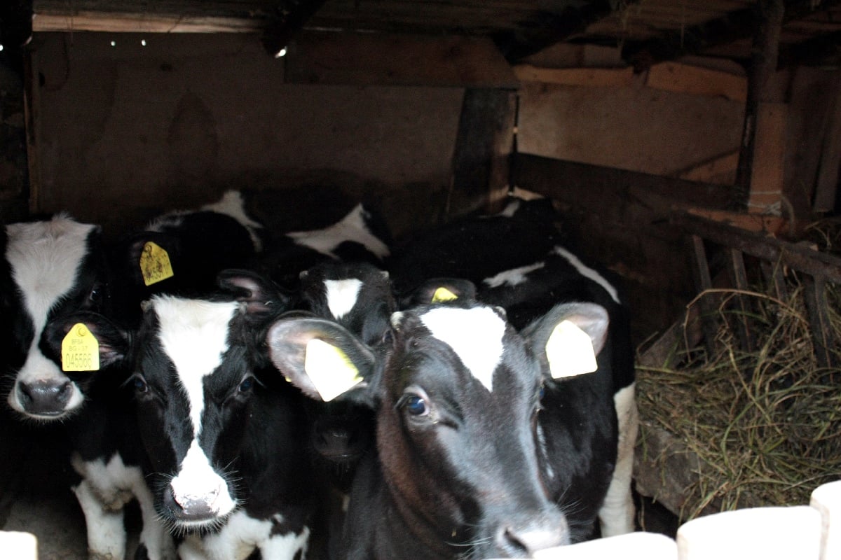Help the hosts: Breadmaking, Yoghurt making and Cattle Keeping 3
