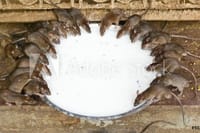 Rat Temple in Bikaner
