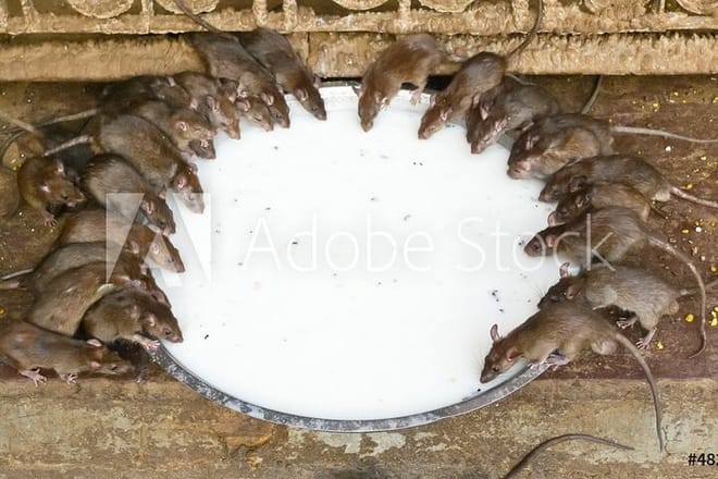 Rat Temple in Bikaner