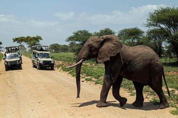 4-Day Tanzania Camping Safari to Lake Manyara, Serengeti, and Ngorongoro Crater 4