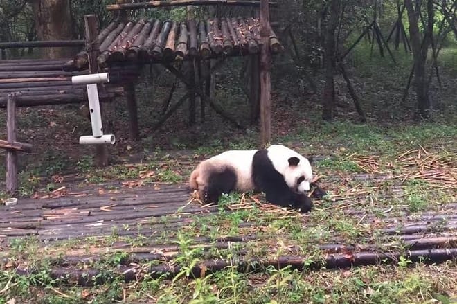 Private Chengdu Panda Base Day Tour by Round-way Flight from Shanghai 9