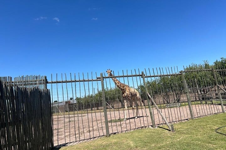 Giraffe Encounter and Lion Park with Wine Tasting in Stellenbosch