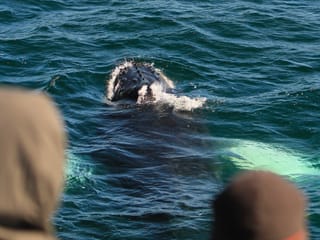 Reykjavík Whales & Puffins, photo 16