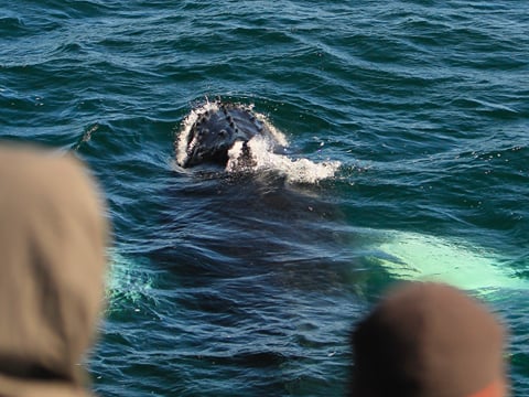Reykjavík Whales & Puffins, photo 16
