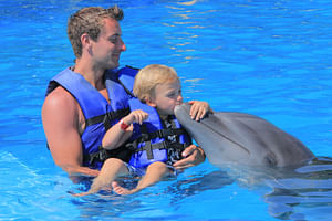 Dolphin Connection