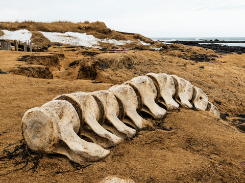 Snaefellsnes Private Tour At Iceland’s West Coast of Wonders, photo 17