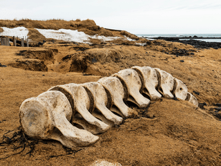 Snaefellsnes Private Tour At Iceland’s West Coast of Wonders, photo 17