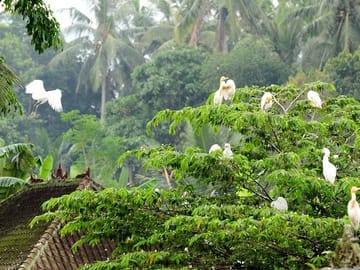 Petulu Heron Village