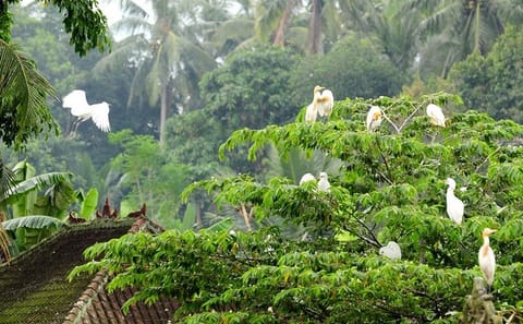 Half Day Cultural Tour of Ubud and Petulu Village