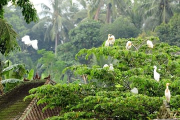 Half Day Cultural Tour of Ubud and Petulu Village