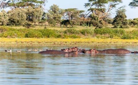 4 Days 3 Nights Lake Manyara Serengeti and Ngorongoro Safari