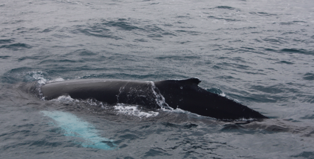 Whale Watching tour from Reykjavik