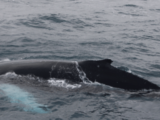 Large whale surfacing beside a boat during an Iceland whale watching trip
