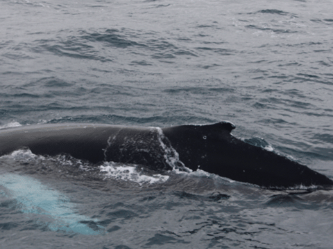 Large whale surfacing beside a boat during an Iceland whale watching trip
