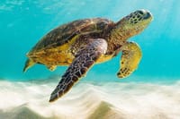 Dubai Aquarium + underwater Zoo &amp; Penguin Cove