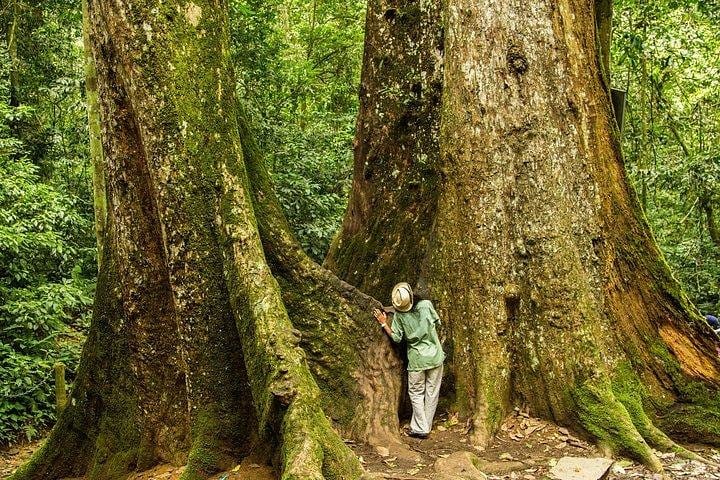 Full-day Cuc Phuong National Park Eco-adventure