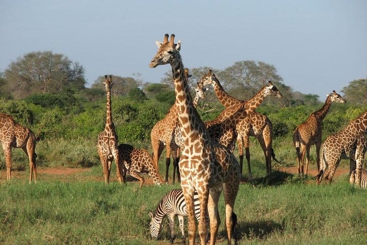 Amboseli national park