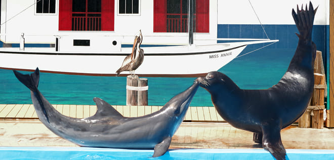General Admission at Gulf World Marine Park photo 4