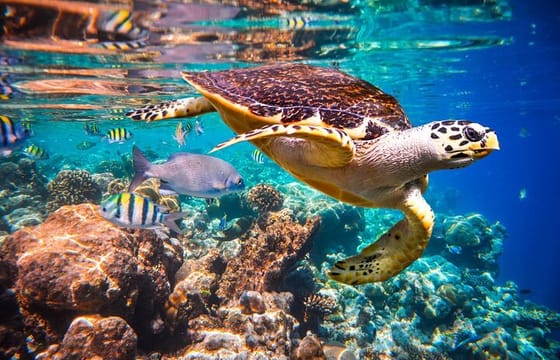 Kahung Beach ( Coral Island ) by Speedboat