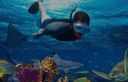 Spend the day snorkeling