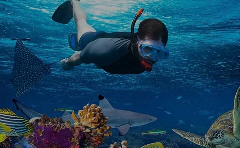 Snorkeling Adventure at Coral Reefs in Hurghada, Egypt